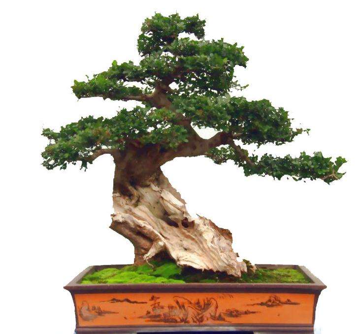 当前盆景创作和画理如何在盆景艺术中的展现