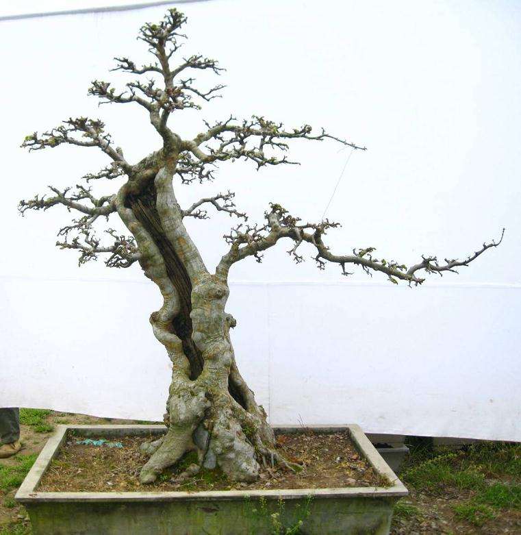 很少有人关注盆景的地域性问题