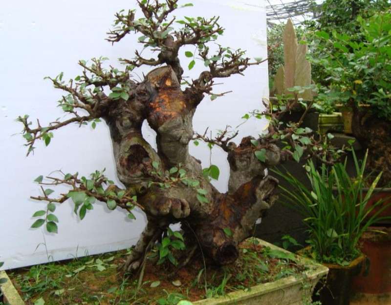 一盆参展作品.在不知道作者是谁的时侯,都会有自己的感概