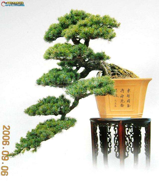 书艺如此 盆景艺术亦然 无不在继承与创新中求发展