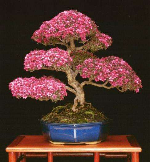 浅谈盆景的商品性分类