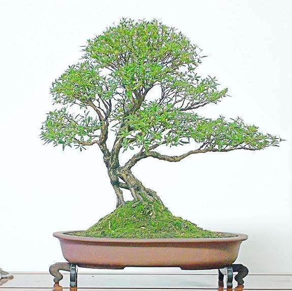 艺术原理在盆景中的应用