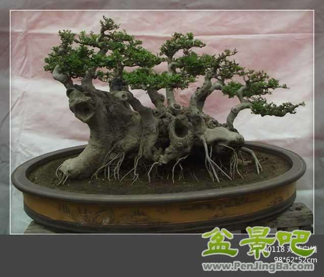 动势盆景的十五问 十五答