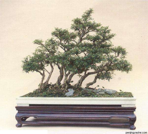 对当前我国盆景发展方向和趋势 好多同仁都感到茫然