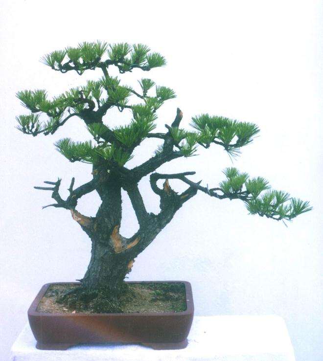 《苍龙回首》是一件悬崖式盆景 其造型走势流畅