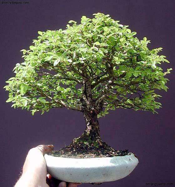 谈谈关于个人对盆景极致的看法