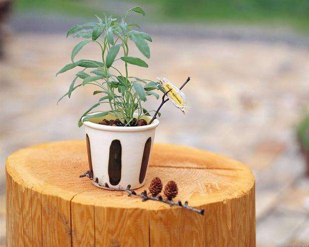 做盆景的树木都是老鉴定下来的 不是任何树木都适合做盆景