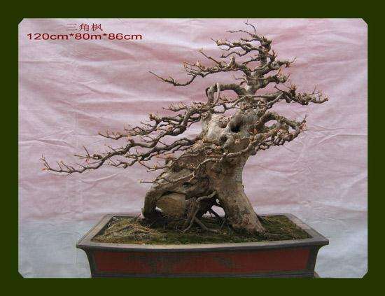 动势盆景的理论基础