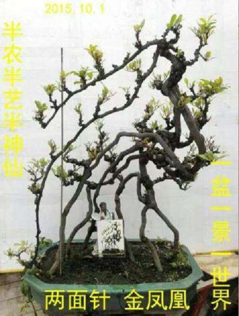 博兰盆景作品《凤释》是黄景文先生培育制作