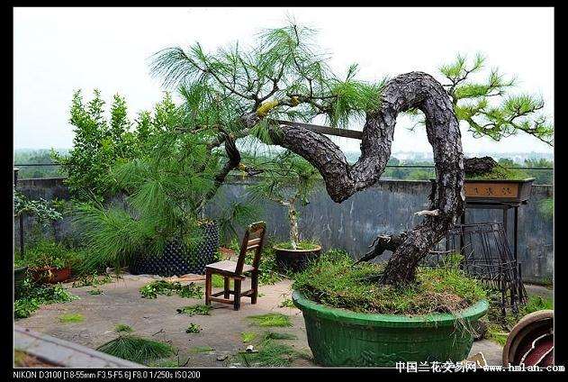 山松盆景“草书格”造型