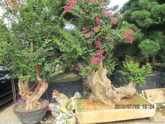 大家来探讨一下震惊盆景界的金弹子事件!!