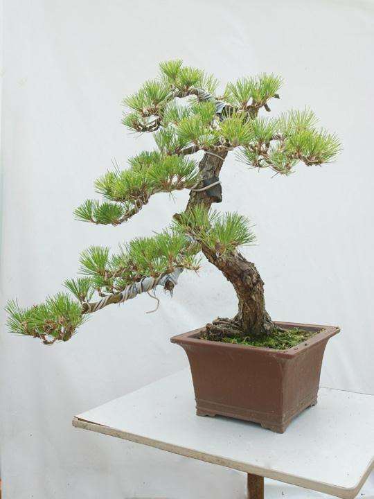 从景情互动构成元素来分析盆景的审美价值