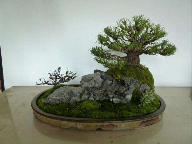 浅谈接纳盆景艺术的多样性