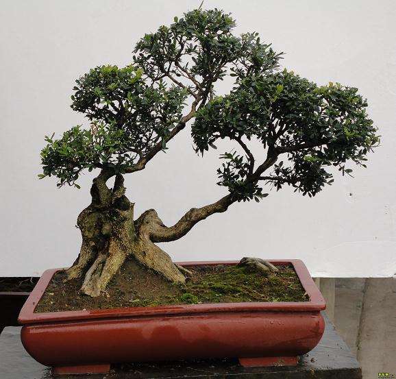 盆景师理发与理发师应聘 精彩的对话