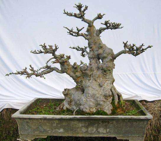 新购2个金弹子树桩 欣赏一下 不卖 勿询价