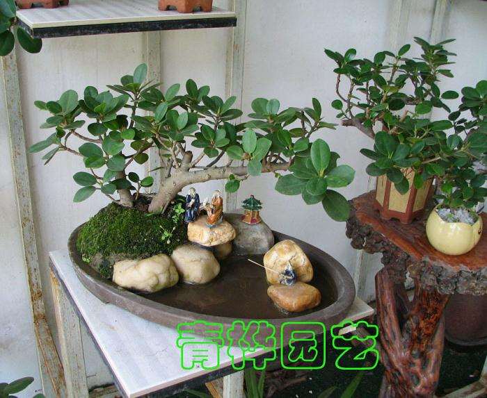 我与吉隆坡盆景艺术家的黎农生先生