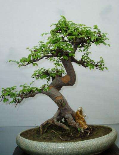 玩味盆景愚如同上了“酒瘾”的人