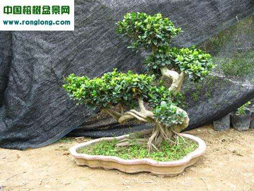 记年轻的温州业余盆景爱好者--周西华盆友