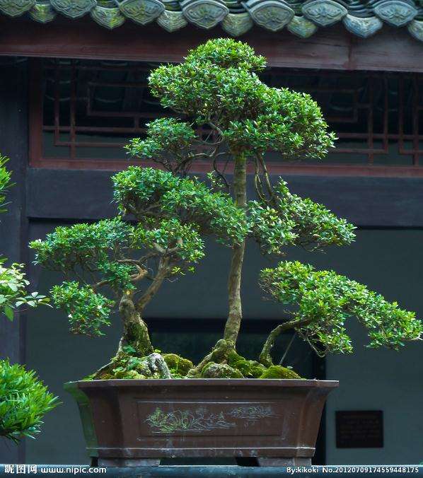 去上海植物园看盆景展