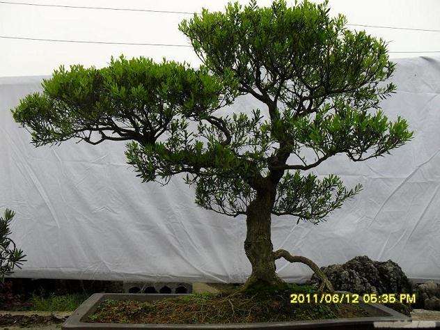 刘荣森先生于盆景创作无所不及 在盆景界颇为同道称道