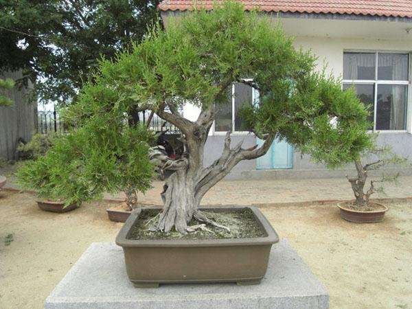 玩盆景也有瘾 而且很大 别说只有烟才有瘾