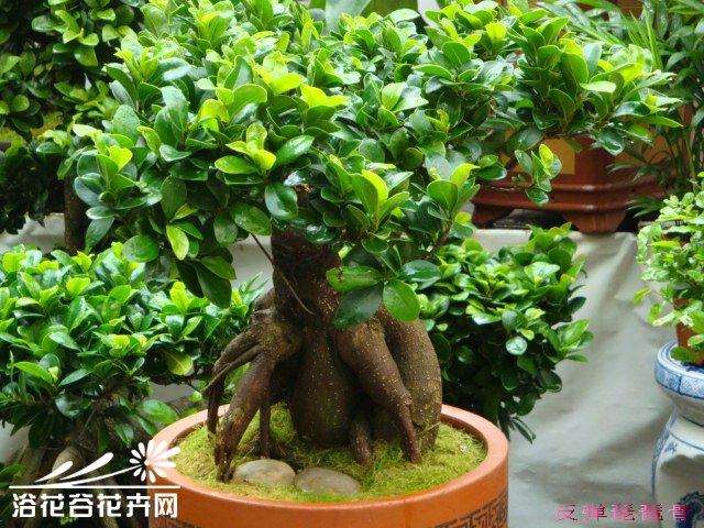 浅谈王忻的树木盆景作品《碧空繁星》