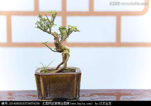 记李冠乾天台花园的微型盆景