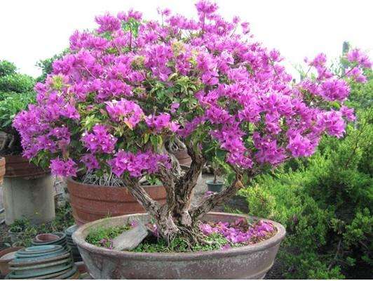 紫荆盆景的制作与管理