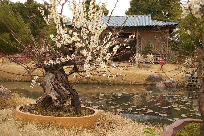 树桩盆景刻剥的三种技巧