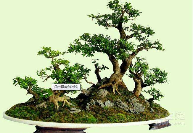 迎春花盆景树的人工繁殖方法