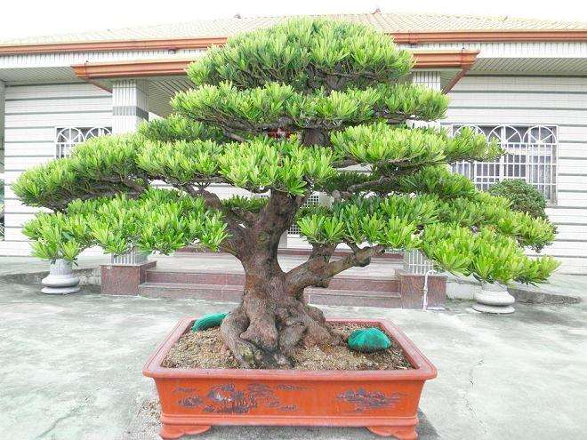 罗汉松的造型制作有以下几种