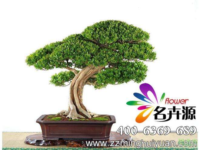 黄杨盆景的上盆和修剪