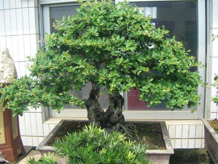 盆景忌讳：枝条修剪