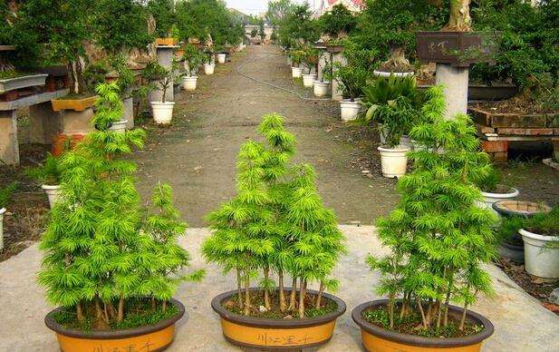 金钱松盆景的美护