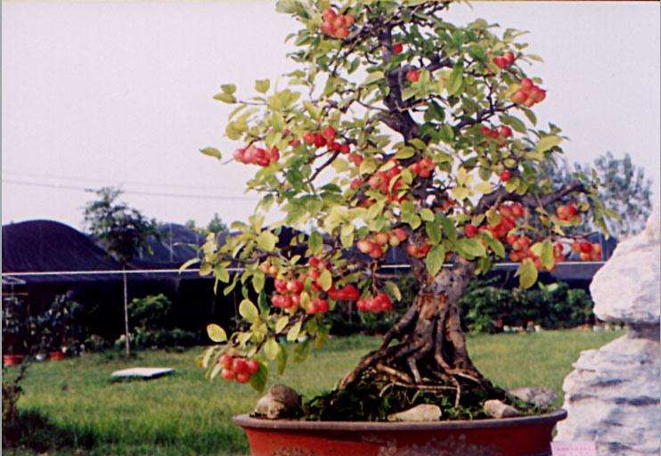 冬红果盆景叶片黄化的原因及防治