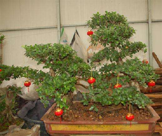 种盆景刻根雕富了秀英农民