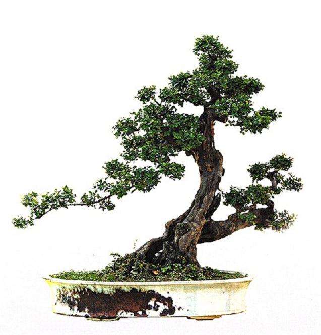 岭南盆景怎么造型设计的方法 图片