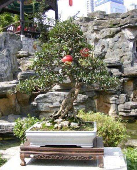 李子盆景的肥水管理和盆土配制