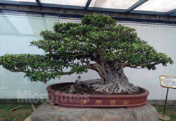 榕树盆景北方养护落叶原因及防止措