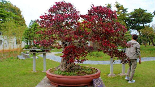 徽派盆景使卖花渔村农民走上致富路