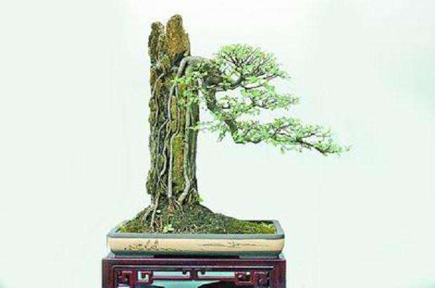 盆景制作应注意的4个倾向