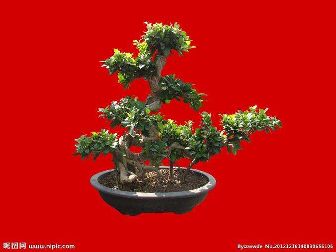 我养的一盆榕树盆景,叶片蜷曲成饺子状,这是什么缘故?