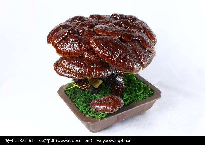 盆景灵芝的造型与强制造型