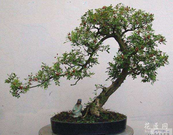 九里香盆景怎么用蓄枝截干发芽造型的方法