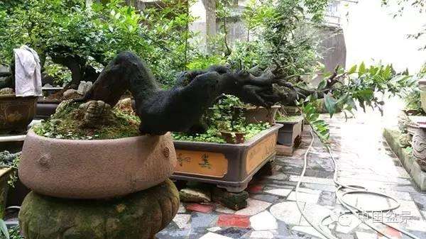 天麻盆景室内高产栽培方法