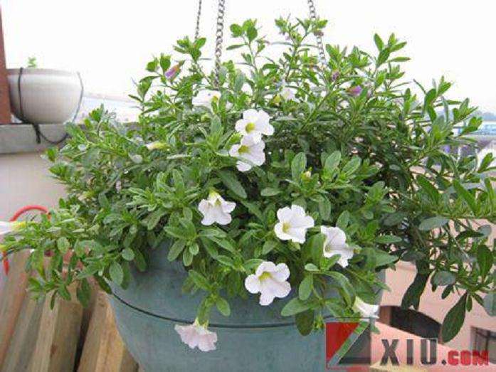 两面针盆景用盆宜选择宜兴紫砂盆