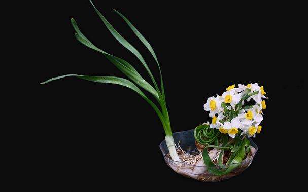 水仙盆景的培植要点