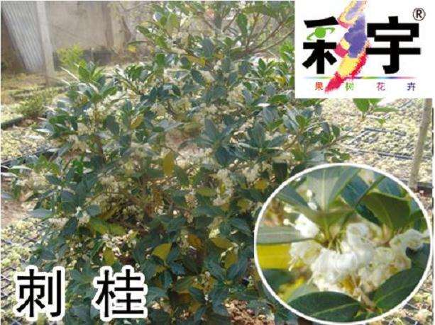 刺桂盆景的取皮靠接法