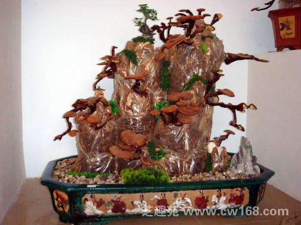 制作灵芝盆景需要哪些造型工具?