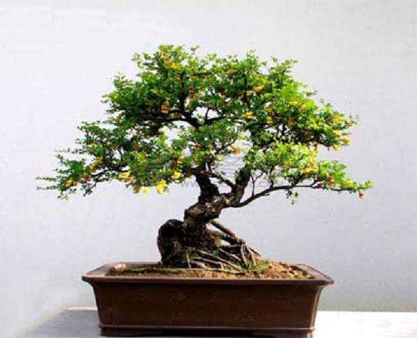 榕树盆景落叶的防治方法